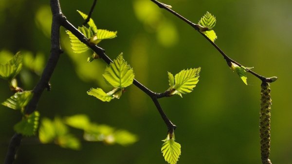 Распускающиеся листики