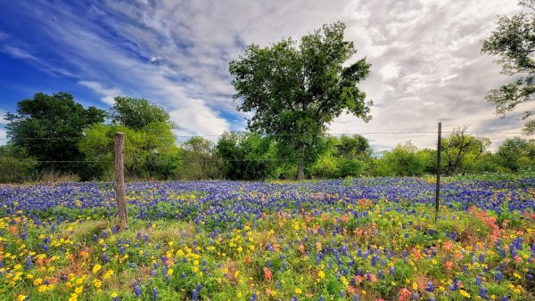 Летняя природа