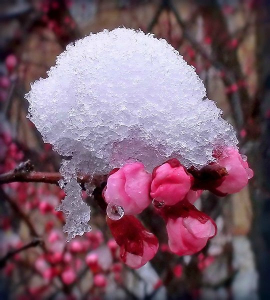 Цветущий абрикос под снегом