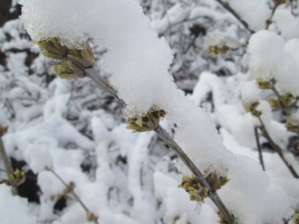 Лен под снегом