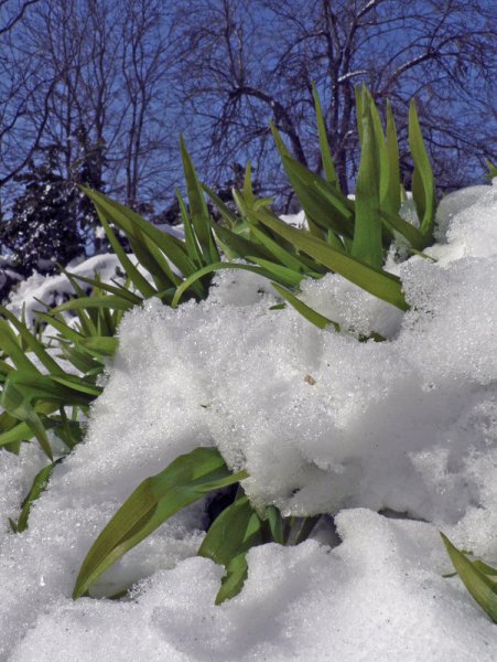 Весенний сугроб