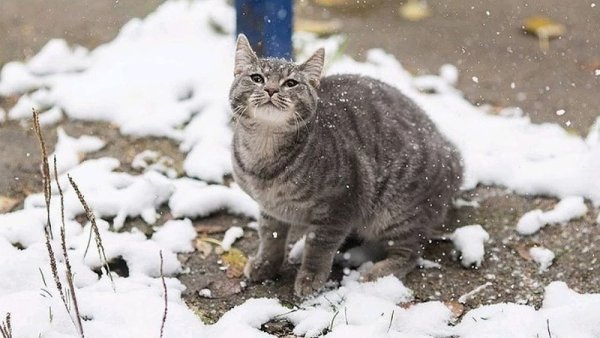 Майский снег