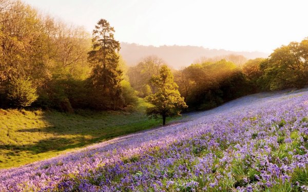 Поляна с цветами