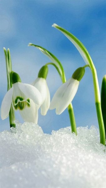 Подснежники в снегу