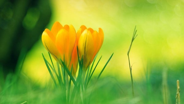 Цветущие ветки