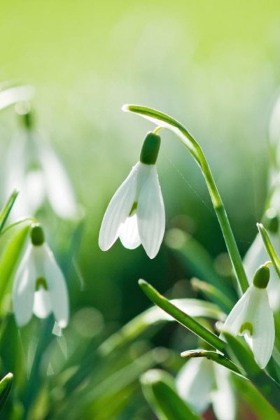 Весенние цветы