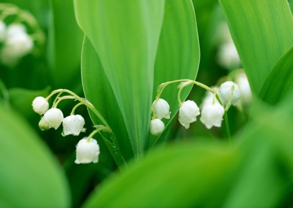 Яркая природа