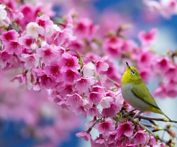 Весеннее лето