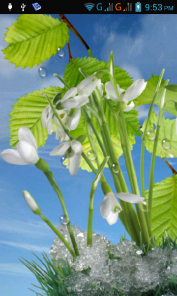 Желто голубые цветы