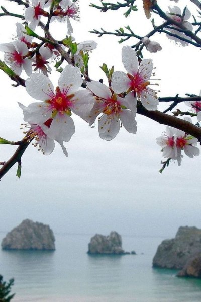 Природа цветы