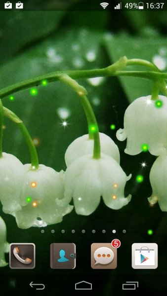 Магнолия фиолетовая