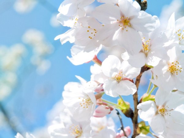 Заставка подснежники