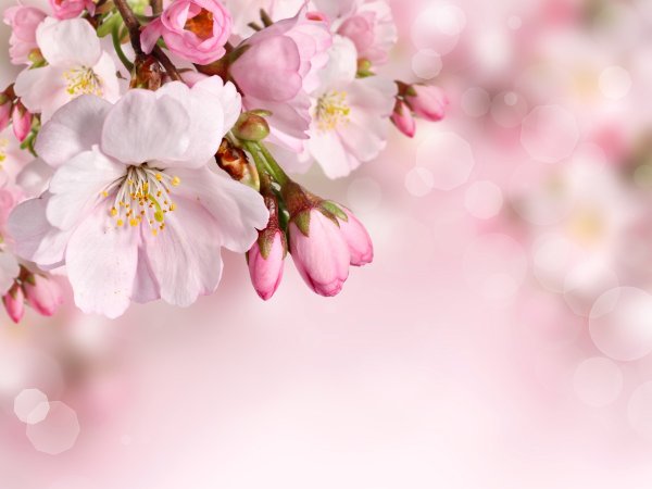 Рамка сирень