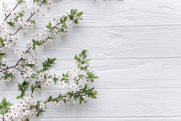 Нежный цветок