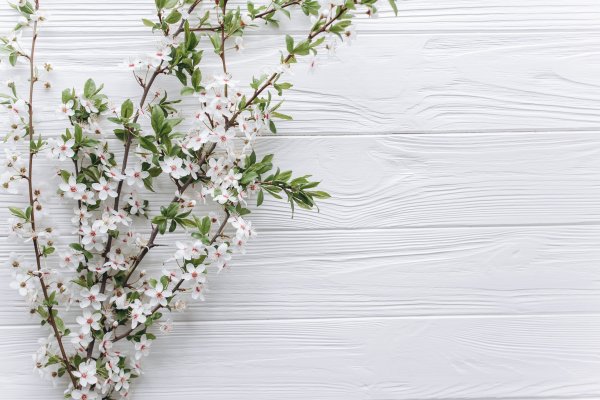 Весенний фон