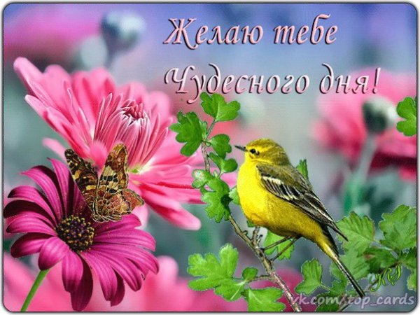 Чудесного дня и солнечного настроения