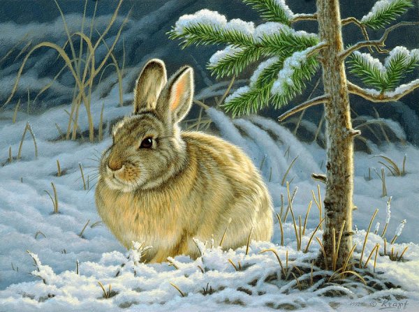 Художники анималисты заяц Русак