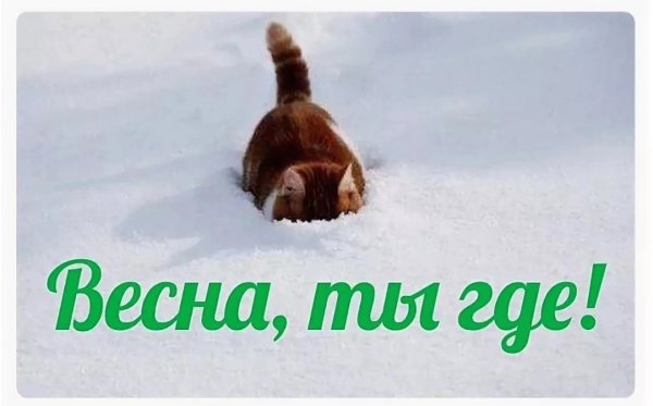 Коты ждут весну