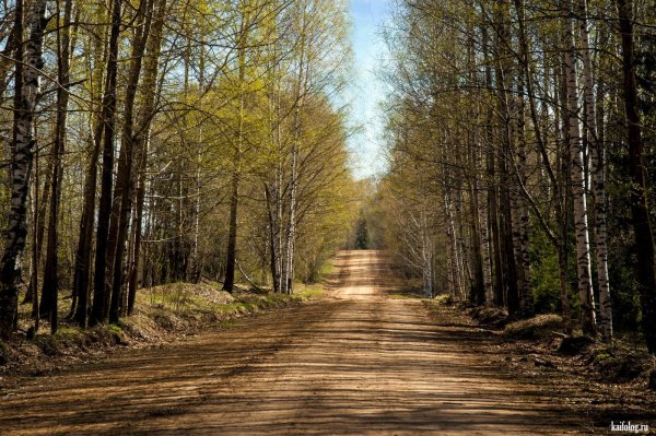 Тропинка в лесу весной
