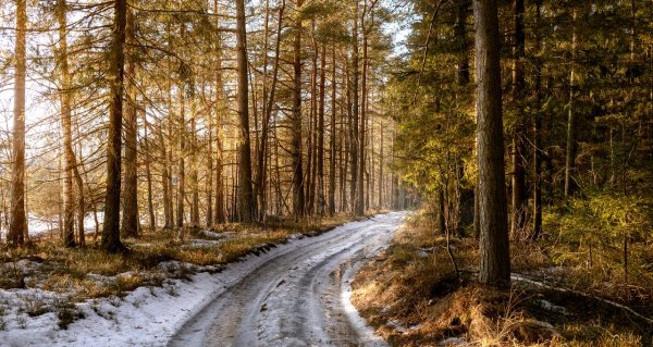 Весенняя Лесная дорога