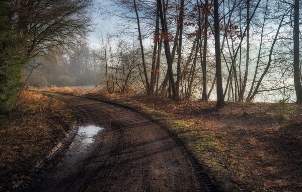Дорога в весеннем лесу