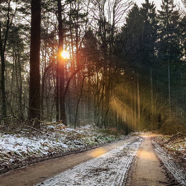 Лес в ноябре