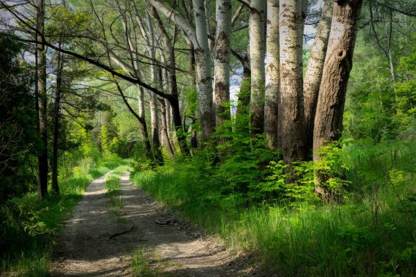 Весна Лесная дорога