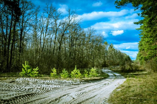 «Лесная дорога».1897.