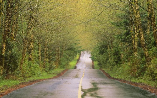 Весенняя дорога