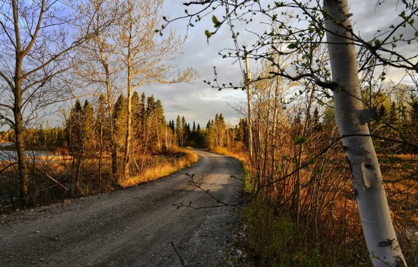 Дорога в весеннем лесу