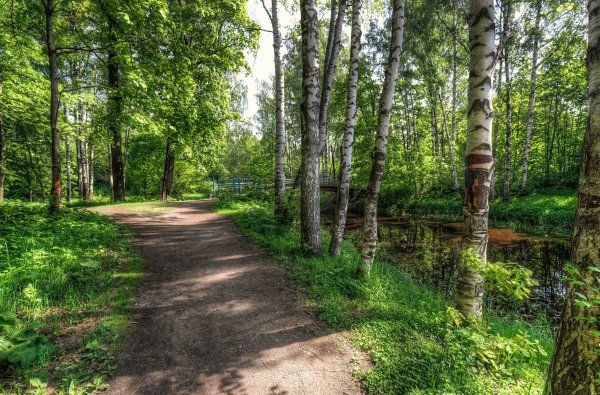 Парк «леса Арнсберг».