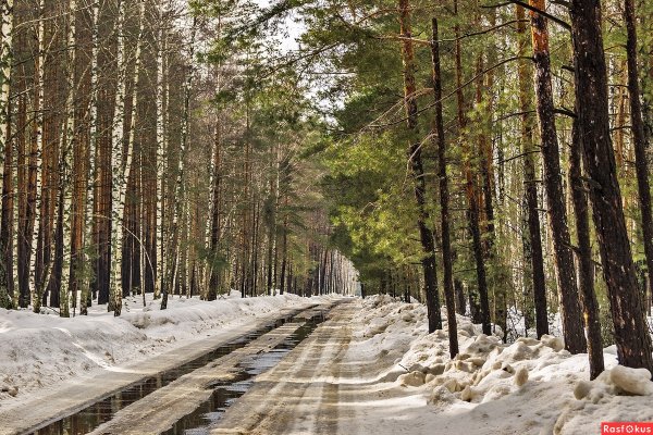 Дорога в весеннем лесу