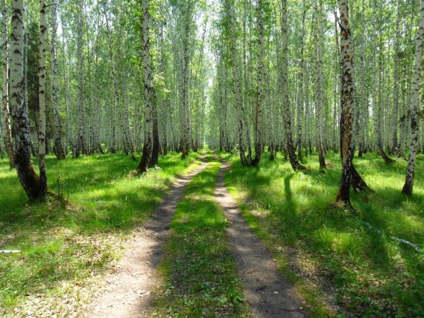 Березовые Рощи Марий Эл