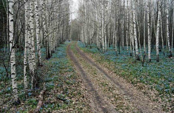 Дорога в лесу весной