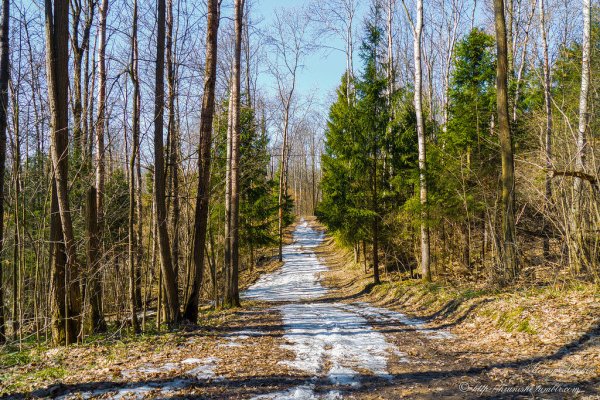 Тропинка весной