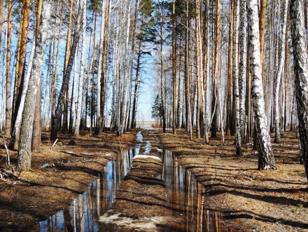 Дорога в весеннем лесу