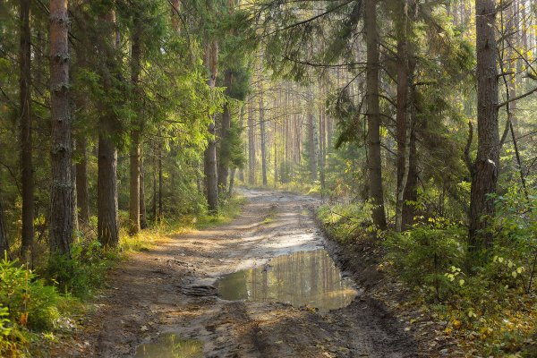 Лесная тропа в Карелии