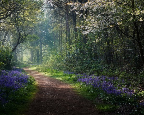 Красивая Поляна в лесу