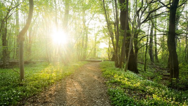 Весенний лес