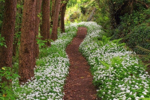 Тропинка в цветах