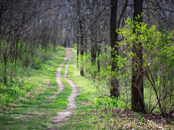 Тропинка в весеннем лесу