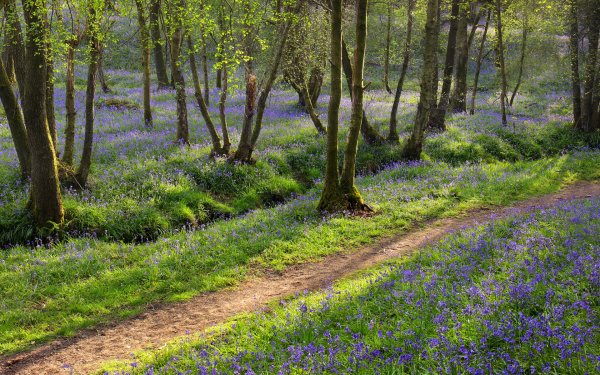 Весна в лесу