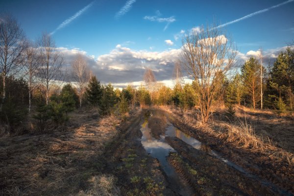 Весенний вечер в лесу