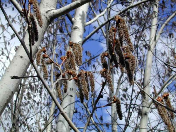 Осина цветет