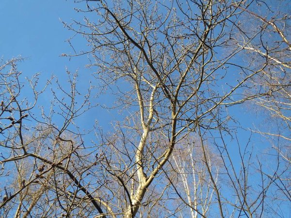 Весенние осины