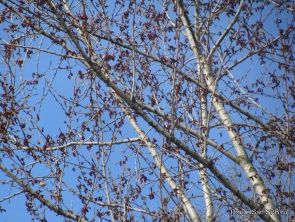 Тополь бальзамический Весеннее цветение