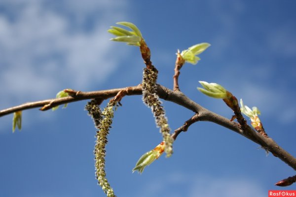 Тополь дрожащий (осина) – Populus tremula