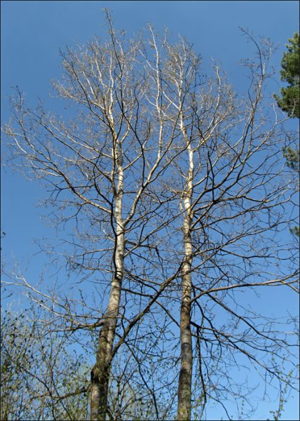 Осина зимой