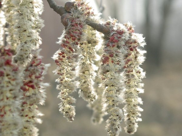 Тополь осиновидный