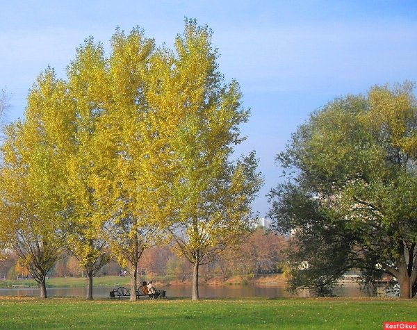 Соцветия Сережка ольха Тополь